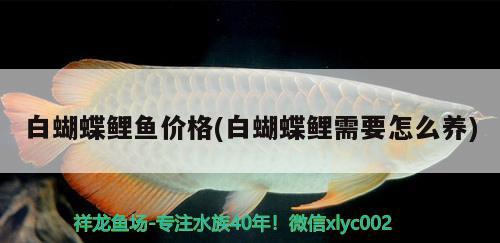 白蝴蝶鯉魚(yú)價(jià)格(白蝴蝶鯉需要怎么養(yǎng))