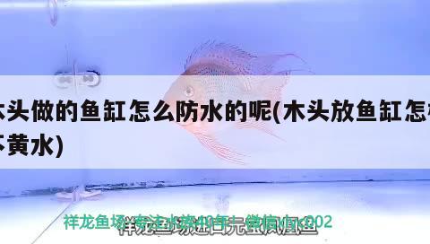 木頭做的魚缸怎么防水的呢(木頭放魚缸怎樣不黃水) 非洲象鼻魚