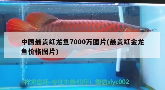 中國最貴紅龍魚7000萬圖片(最貴紅金龍魚價(jià)格圖片) 觀賞魚