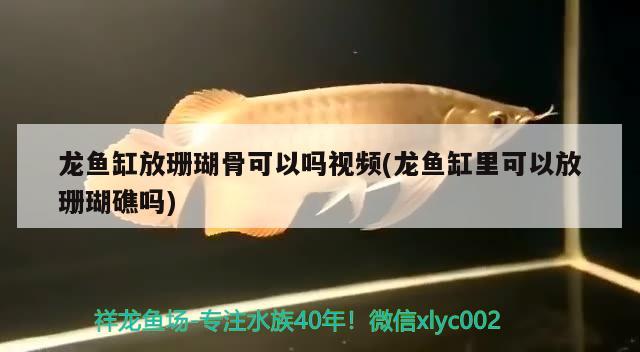 龍魚缸放珊瑚骨可以嗎視頻(龍魚缸里可以放珊瑚礁嗎) 白玉紅龍魚