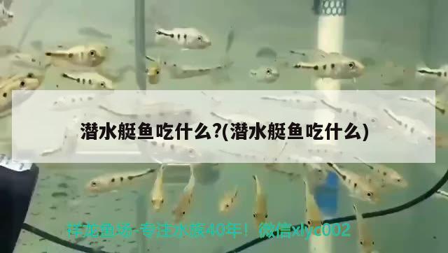 潛水艇魚吃什么?(潛水艇魚吃什么)