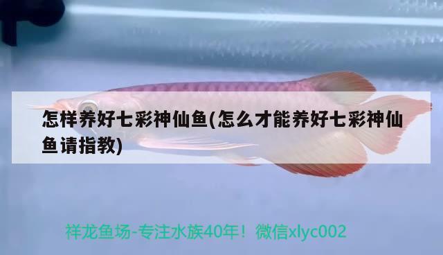 怎樣養(yǎng)好七彩神仙魚(怎么才能養(yǎng)好七彩神仙魚請指教) 七彩神仙魚