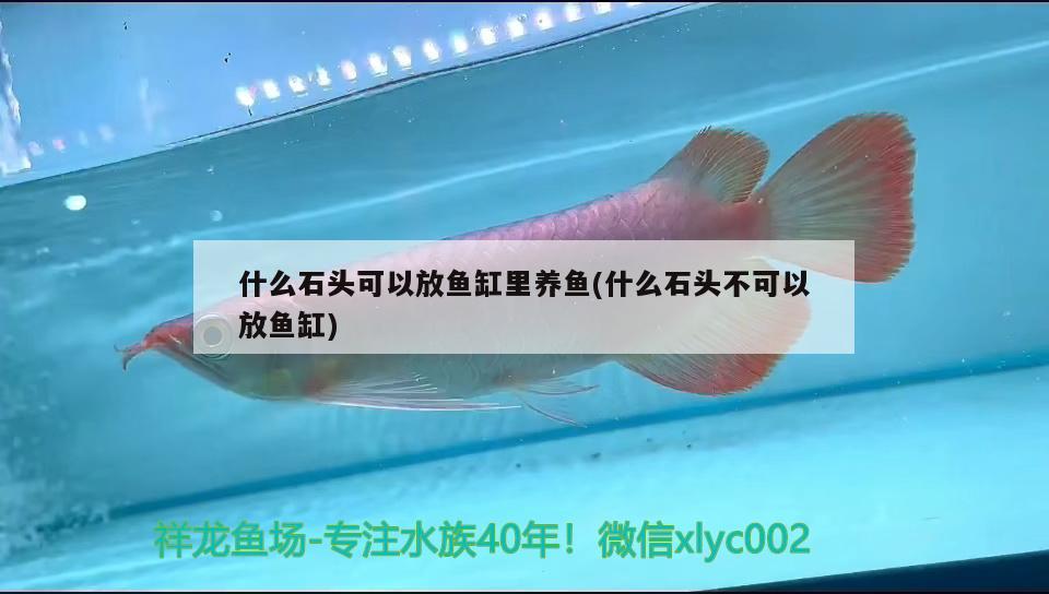 什么石頭可以放魚缸里養(yǎng)魚(什么石頭不可以放魚缸) 申古銀版魚