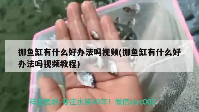 挪魚缸有什么好辦法嗎視頻(挪魚缸有什么好辦法嗎視頻教程) 非洲象鼻魚