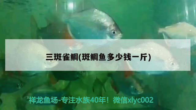 三斑雀鯛(斑鯛魚(yú)多少錢一斤) 觀賞魚(yú)