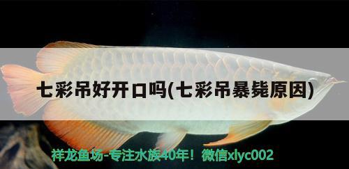 七彩吊好開口嗎(七彩吊暴斃原因) 觀賞魚