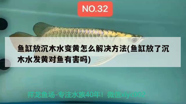 魚缸放沉木水變黃怎么解決方法(魚缸放了沉木水發(fā)黃對(duì)魚有害嗎) 藍(lán)帆三間魚