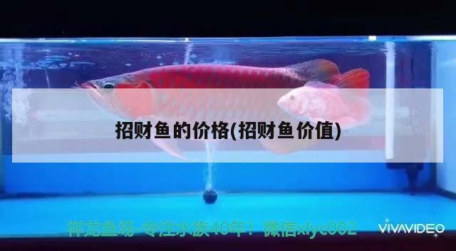 招財(cái)魚的價(jià)格(招財(cái)魚價(jià)值) 觀賞魚