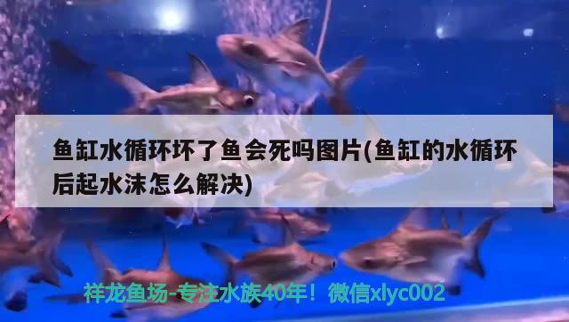 魚缸水循環(huán)壞了魚會死嗎圖片(魚缸的水循環(huán)后起水沫怎么解決)