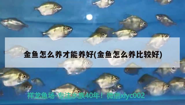 金魚怎么養(yǎng)才能養(yǎng)好(金魚怎么養(yǎng)比較好) 觀賞魚