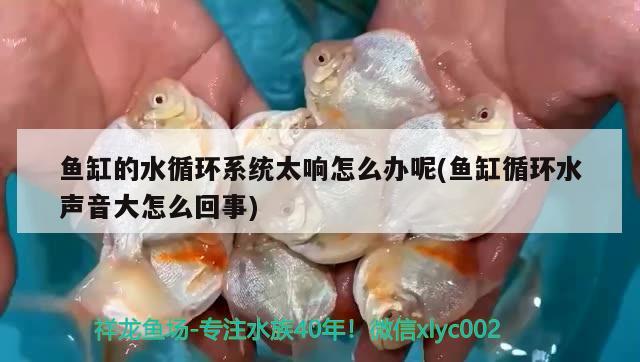 魚缸的水循環(huán)系統(tǒng)太響怎么辦呢(魚缸循環(huán)水聲音大怎么回事)