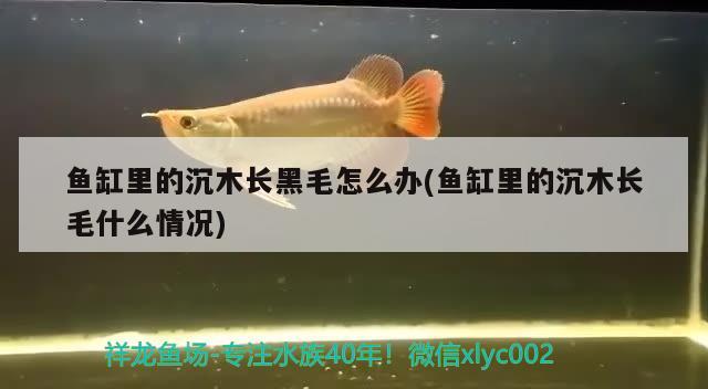 魚(yú)缸里的沉木長(zhǎng)黑毛怎么辦(魚(yú)缸里的沉木長(zhǎng)毛什么情況) 大湖紅龍魚(yú)