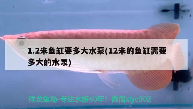 1.2米魚缸要多大水泵(12米的魚缸需要多大的水泵) 白子黑帝王魟魚