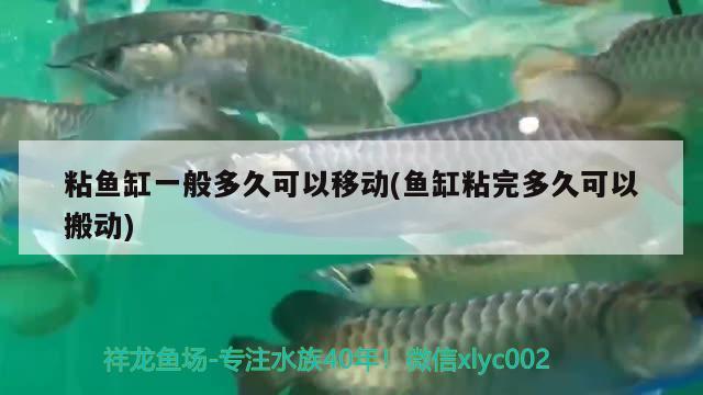 粘魚缸一般多久可以移動(魚缸粘完多久可以搬動)