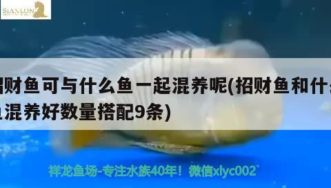 招財魚可與什么魚一起混養(yǎng)呢(招財魚和什么魚混養(yǎng)好數(shù)量搭配9條)