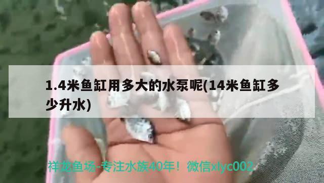 1.4米魚缸用多大的水泵呢(14米魚缸多少升水)