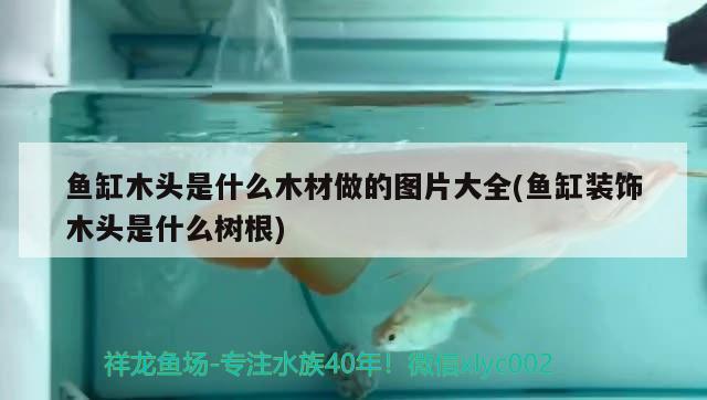 魚缸木頭是什么木材做的圖片大全(魚缸裝飾木頭是什么樹根) 帝王迷宮