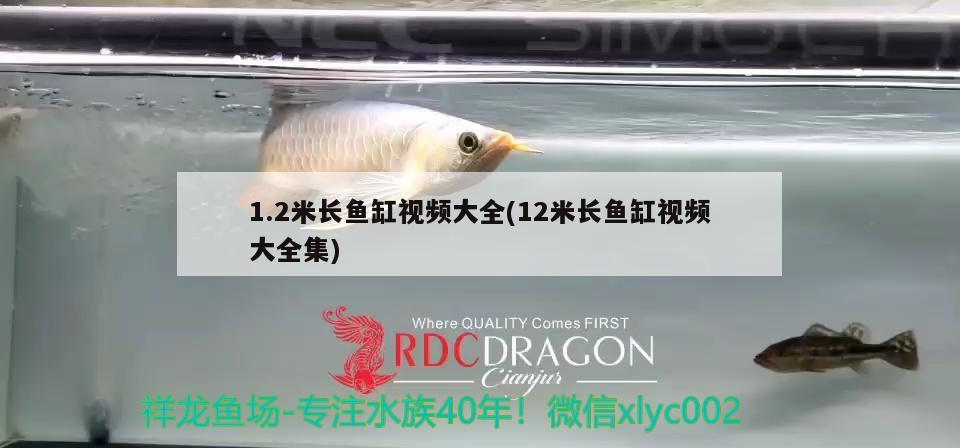 1.2米長魚缸視頻大全(12米長魚缸視頻大全集)