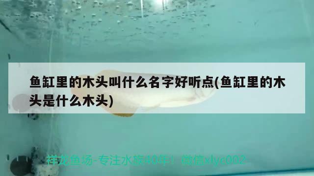 魚缸里的木頭叫什么名字好聽點(魚缸里的木頭是什么木頭) 黑桃A魚 第2張