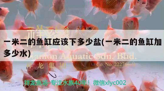 一米二的魚缸應(yīng)該下多少鹽(一米二的魚缸加多少水) 非洲金鼓魚