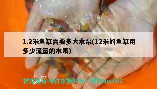 1.2米魚缸需要多大水泵(12米的魚缸用多少流量的水泵) 七紋巨鯉魚