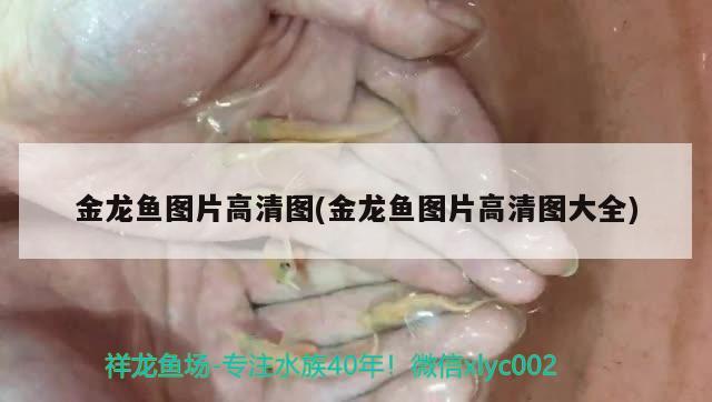 金龍魚圖片高清圖(金龍魚圖片高清圖大全) 觀賞魚