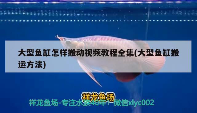 大型魚缸怎樣搬動(dòng)視頻教程全集(大型魚缸搬運(yùn)方法)