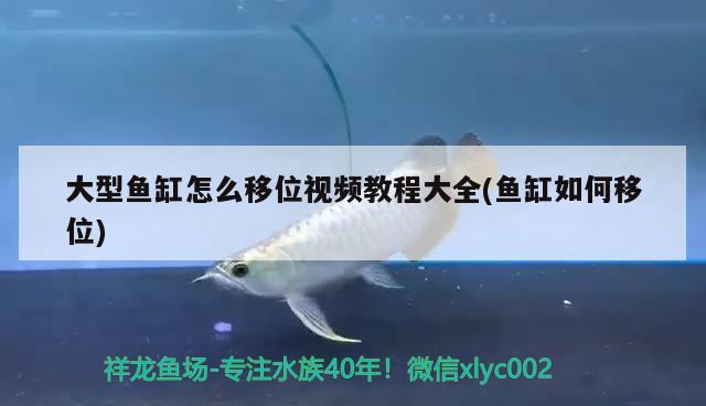 大型魚(yú)缸怎么移位視頻教程大全(魚(yú)缸如何移位) 粗線(xiàn)銀版魚(yú)