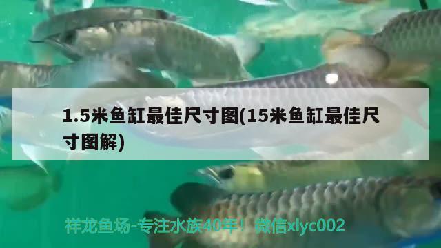 1.5米魚(yú)缸最佳尺寸圖(15米魚(yú)缸最佳尺寸圖解) 祥龍赫舞紅龍魚(yú)