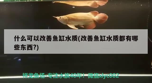 什么可以改善魚(yú)缸水質(zhì)(改善魚(yú)缸水質(zhì)都有哪些東西?) 紅眼黃化幽靈火箭魚(yú)|皇家火箭魚(yú)