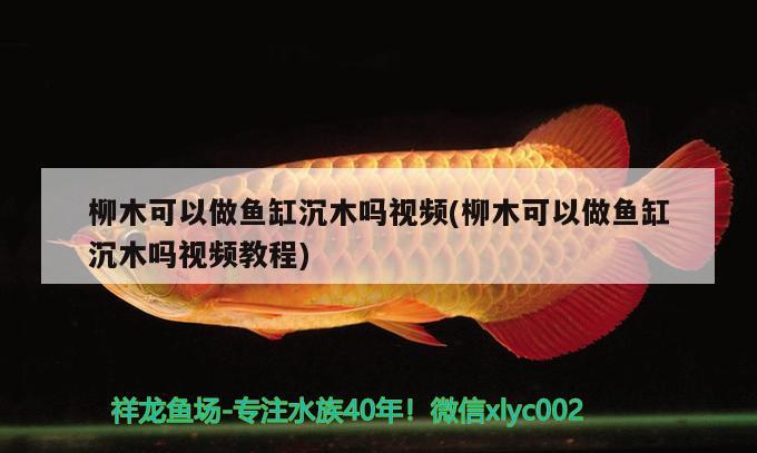 柳木可以做魚缸沉木嗎視頻(柳木可以做魚缸沉木嗎視頻教程) 稀有金龍魚 第3張