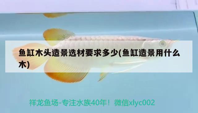 魚(yú)缸木頭造景選材要求多少(魚(yú)缸造景用什么木) 巴卡雷龍魚(yú)