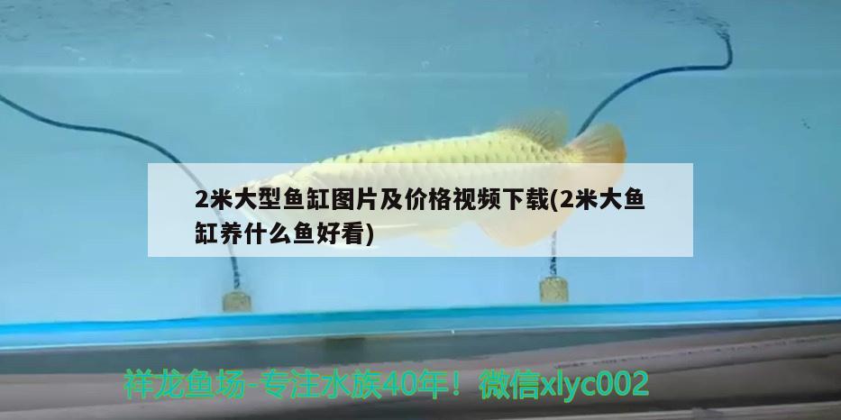 2米大型魚缸圖片及價格視頻下載(2米大魚缸養(yǎng)什么魚好看)