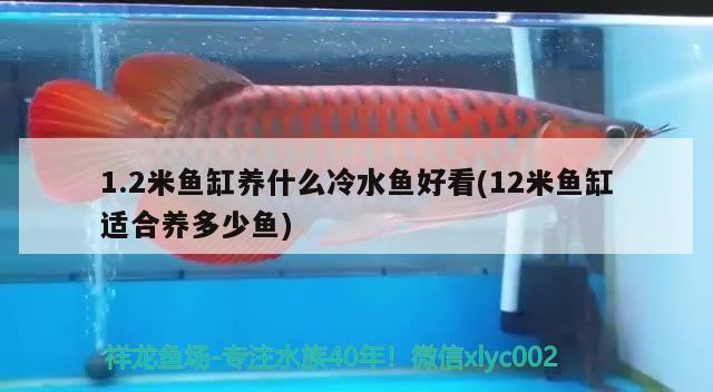 1.2米魚缸養(yǎng)什么冷水魚好看(12米魚缸適合養(yǎng)多少魚)