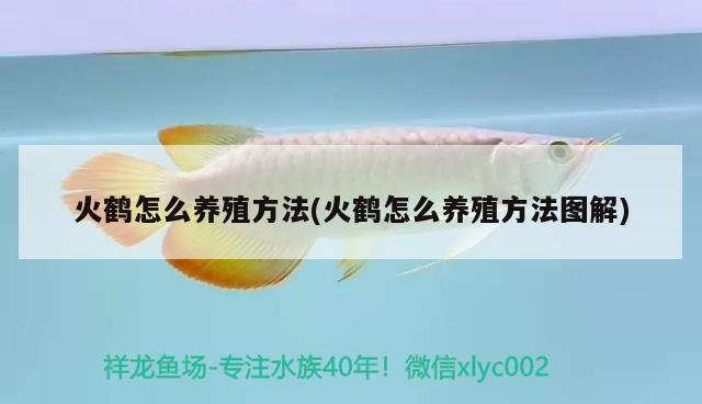 火鶴怎么養(yǎng)殖方法(火鶴怎么養(yǎng)殖方法圖解) 觀賞魚