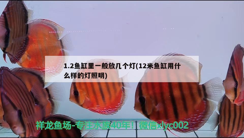 1.2魚缸里一般放幾個燈(12米魚缸用什么樣的燈照明) 紅白錦鯉魚