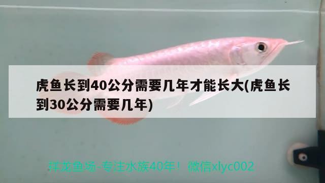 虎魚長到40公分需要幾年才能長大(虎魚長到30公分需要幾年)