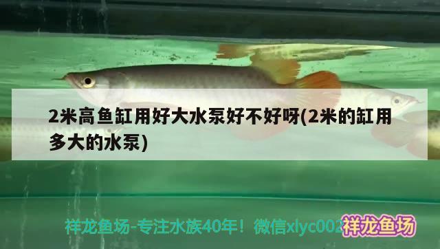 2米高魚(yú)缸用好大水泵好不好呀(2米的缸用多大的水泵)