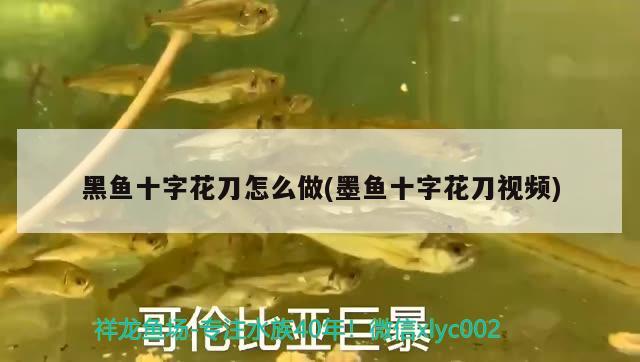 黑魚(yú)十字花刀怎么做(墨魚(yú)十字花刀視頻)