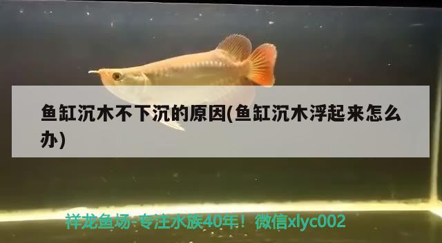 魚缸沉木不下沉的原因(魚缸沉木浮起來怎么辦)