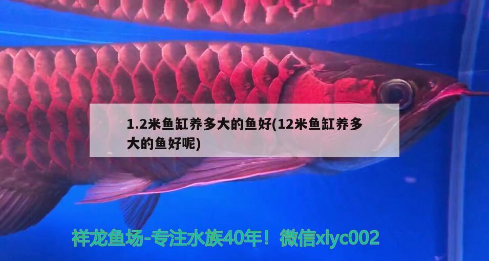 1.2米魚(yú)缸養(yǎng)多大的魚(yú)好(12米魚(yú)缸養(yǎng)多大的魚(yú)好呢)