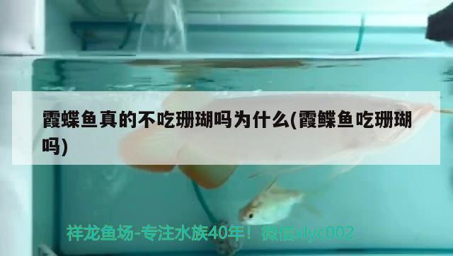 霞蝶魚真的不吃珊瑚嗎為什么(霞鰈魚吃珊瑚嗎) 觀賞魚