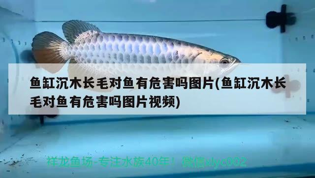 魚(yú)缸沉木長(zhǎng)毛對(duì)魚(yú)有危害嗎圖片(魚(yú)缸沉木長(zhǎng)毛對(duì)魚(yú)有危害嗎圖片視頻) 金龍魚(yú)百科