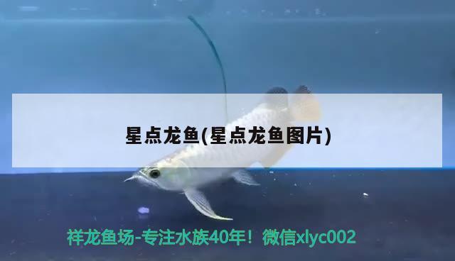 星點龍魚(星點龍魚圖片) 觀賞魚