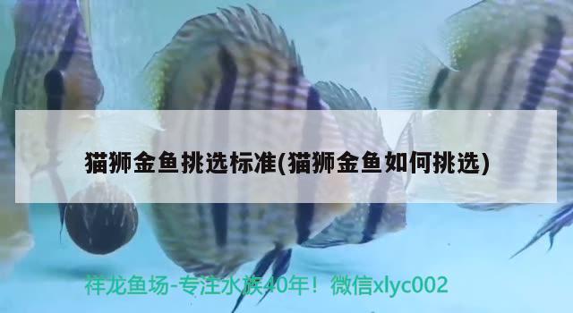 貓獅金魚挑選標準(貓獅金魚如何挑選) 觀賞魚