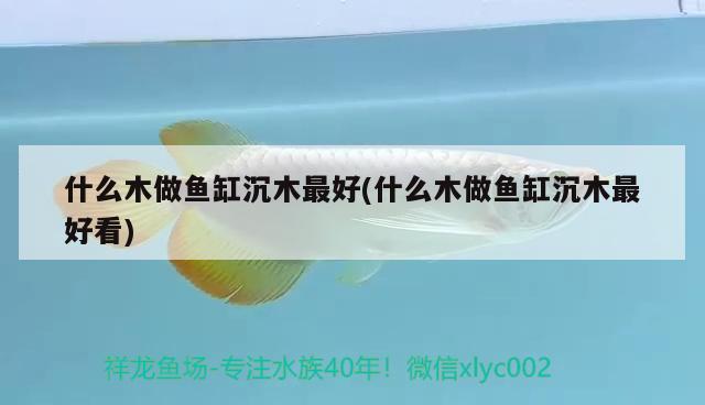 什么木做魚缸沉木最好(什么木做魚缸沉木最好看) 黃金達摩魚 第2張