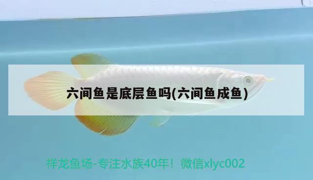 六間魚是底層魚嗎(六間魚成魚) 觀賞魚