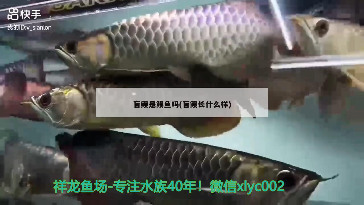 盲鰻是鰻魚嗎(盲鰻長什么樣)