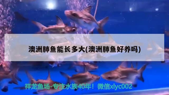 澳洲肺魚能長多大(澳洲肺魚好養(yǎng)嗎) 肺魚