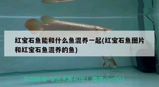 紅寶石魚能和什么魚混養(yǎng)一起(紅寶石魚圖片和紅寶石魚混養(yǎng)的魚)